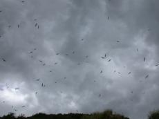 nature animals birds gull gulls seagull seagulls cloud clouds sky skyfullofbirds sky full of birds montstmichel