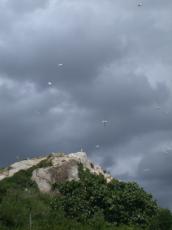 nature animals birds gull seagull gulls seagulls rock landscapes montstmichel
