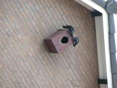 nature animals birds birdsnest birdshouse crow crows jackdaw jackdaws