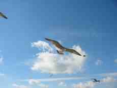 nature animals birds jaap gull gulls seagull seagulls flying