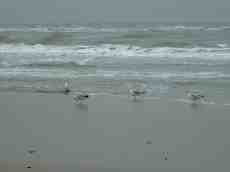 beach sea birds seagulls ocean storm maartent