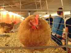 maartent chicken cage beak brown feathers