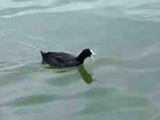 maartent water bird black swimming
