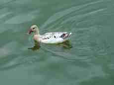 duck water bird pond swimming maartent duck water bird pond swimming maartent