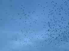 nature animals birds maartent flock starling starlings flocking flying