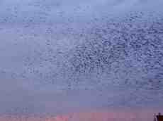 flock of birds migrating evening sky motion blur maartent sparrow sparrows