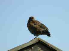paul bird feathers brown beak perching rooftop