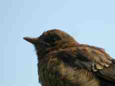 paul bird sparrow brown head beak feathers