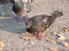 nature animals birds pigeon pigeons