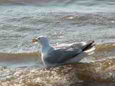 gull seagull sea wave waves sitting beak feathers bathing grey