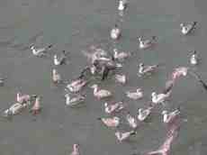 gull gulls seagull seagulls white grey feathers bobbing in the water