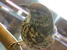 bird sparrow closeup beak feathers gardenbird