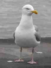 nature animals birds gull seagull front