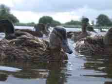 duck beak ducks pond bill water feathers