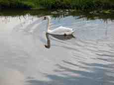 swan in water ripples bird