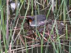 wading bird nest brooding water