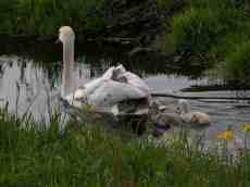 nature animals birds swan duckling ducklings