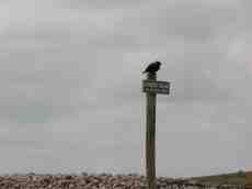 bird crow brooding black feathers pole sitting sign