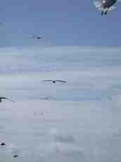 Seaguls birds sky clouds
