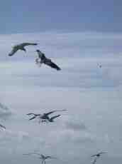 flock of gull gulls seagull seagulls flying floating birds air