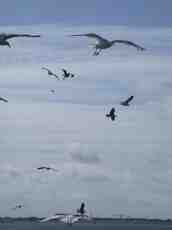 nature animals birds flying gull gulls seagull seagulls