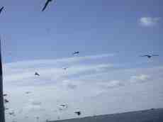 bird birds flock of seagull seagulls boat flying