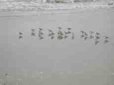 seagulls ocean water 