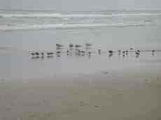 nature animals birds seascape gull gulls seagulls charadrius alexandrinus kentish plover