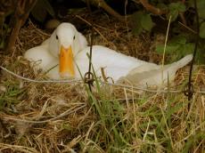 duck farmyard animal bird beak white feathers wire grass