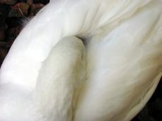 goose feathers white resting sleeping bird closeup