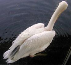 swan top-down water reflection feathers white swimming