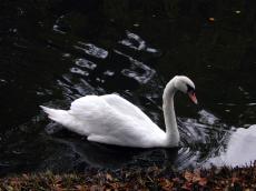 swan black white side bird red reflection edge grass
