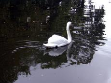 swan swimming water reflection white black behind bird