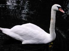 swan swimming water reflection white black side bird beak red