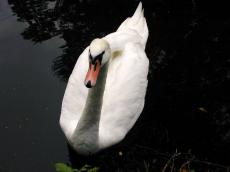 swan swimming water reflection white black top front bird beak red waterdrop