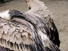vulture feathers zoo artis bird ground grey gray white black drab greyish wing