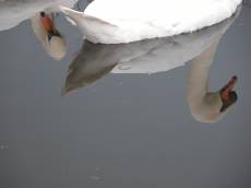 swans white reflection pond water