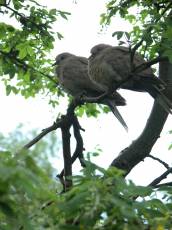 nature animals birds pigeon pigeons trees