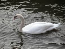 swan bird large water fowl swimming white feathers