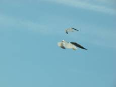 nature animals birds gull gulls flying