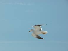 gull seagull flying white wings