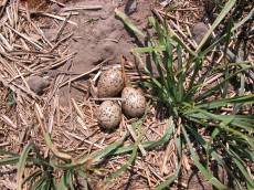 eggs easter nest brown sand speckled
