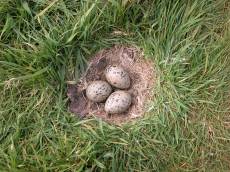 nature animals birds egg eggs nest lapwing camouflage