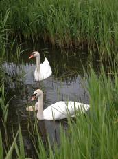 nature animals birds swan duckling reet