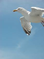 nature animals birds gull seagull flying hovering