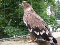 nature animals birds birdofprey prey eating caged