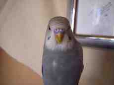 nicoleluneburg parrot bird beak blue plumage feathers