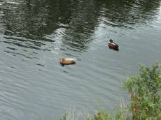 tabus ducks pond 
