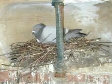 nature animals birds pigeon breeding breed nest nesting bar steelbar twig twigs