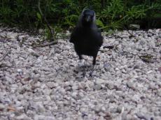jackdaw nature animals birds front pebbles walking